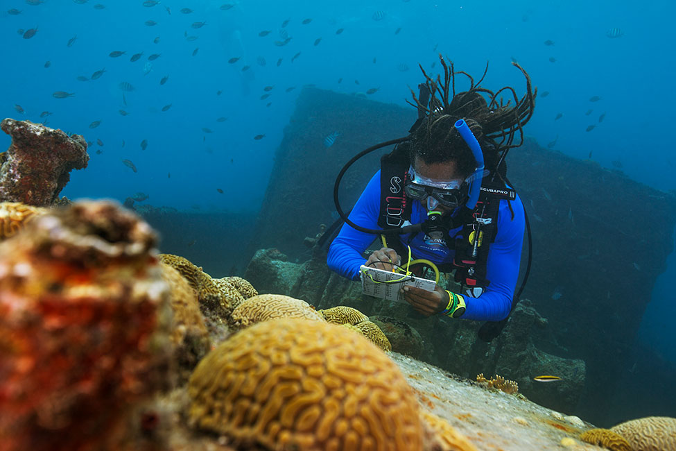 Speciality dive