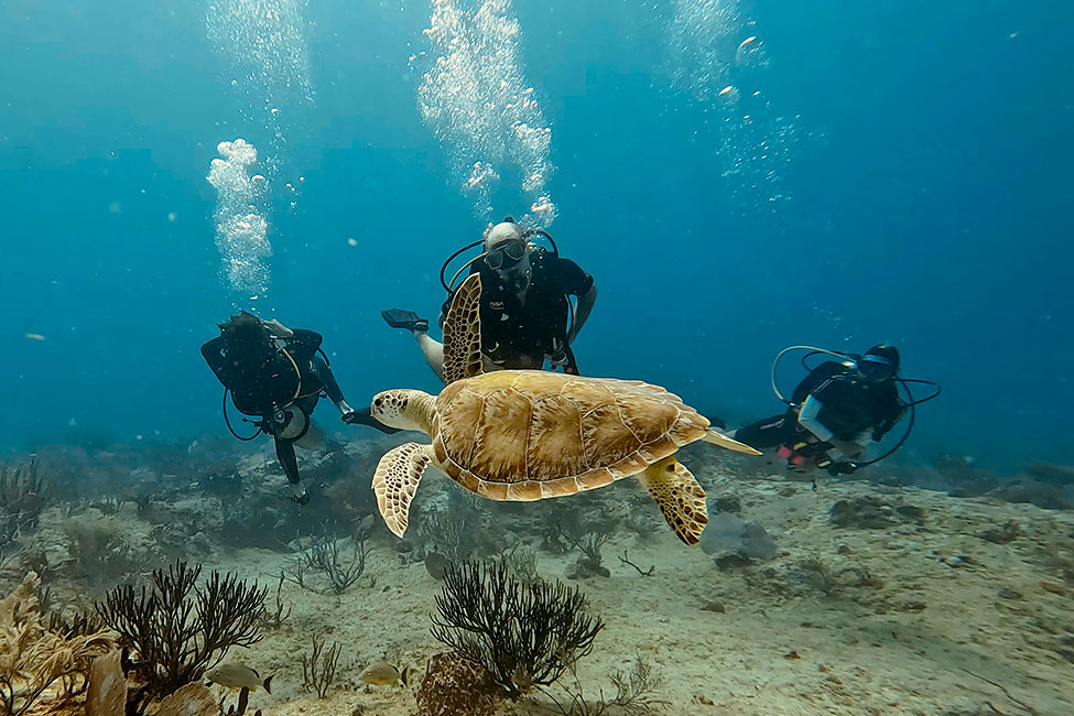 Diving with turtles