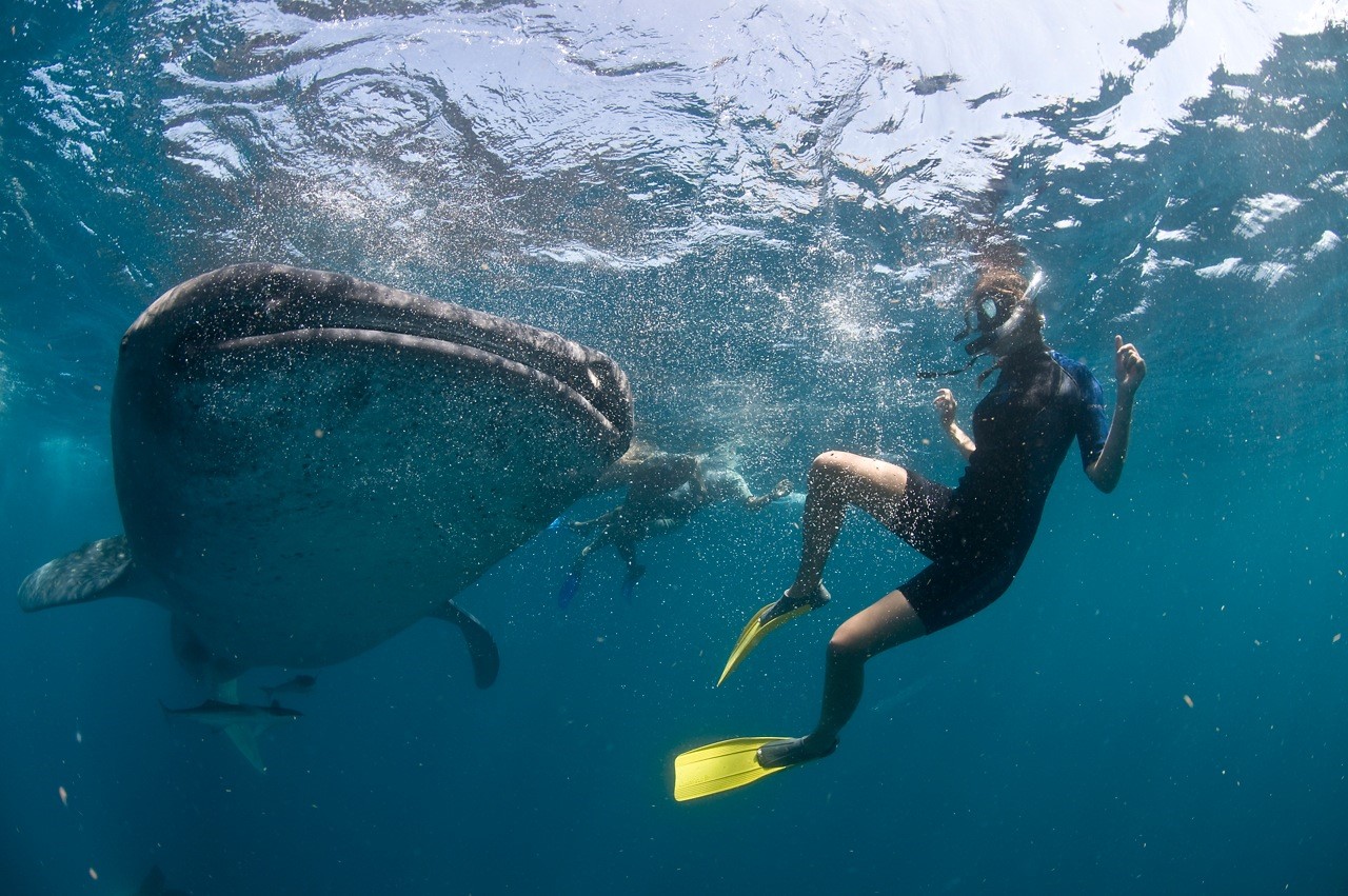 Whale Shark encounter