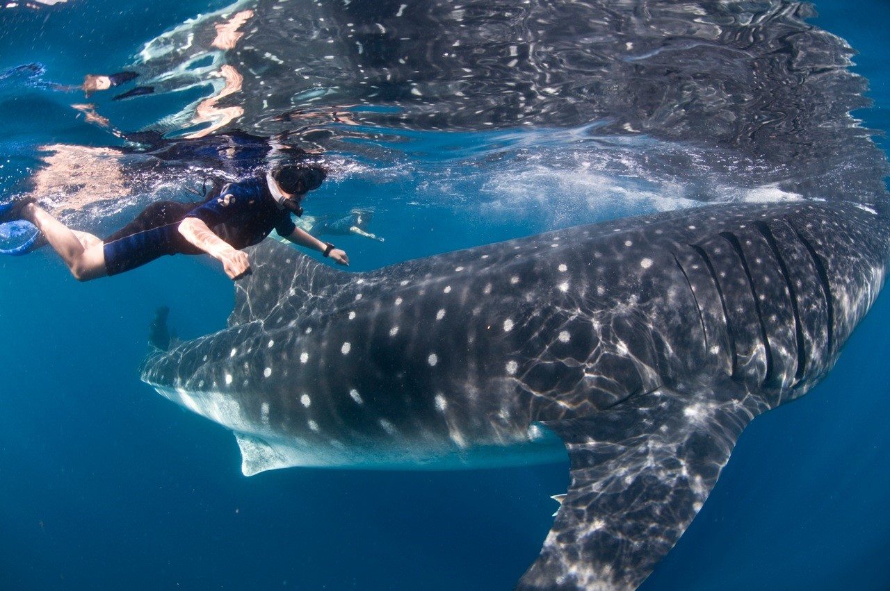 Nado con el gran tiburón ballena